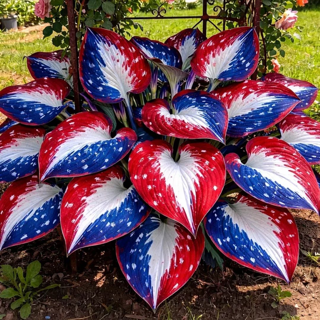 🎉Last Day Sale Off 40%🎉Celebrate America's 250th 🌱Premium Shade-Loving Hosta Seeds